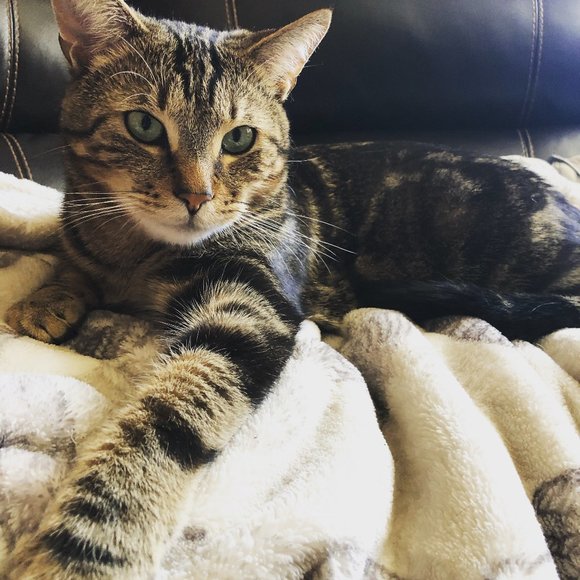 Meet your Posher, Tracy - Picture 3 of 16